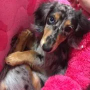 しずか プロフィール必読☆の画像
