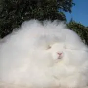 あずさの画像