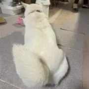 あみごの画像