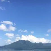 ハチモクの画像