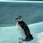 ておらんの画像