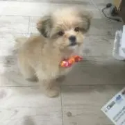 さらぴす