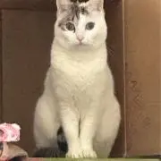 Tzumix