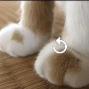 購入前にコメントくださいの画像