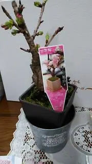 桜餅の画像
