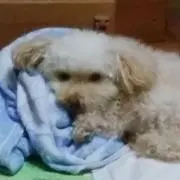 やすの画像