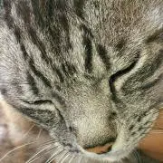 miru