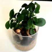 アボカドの画像