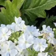 和子の画像