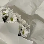 Rの画像