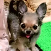 pepeの画像