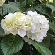紫陽花
