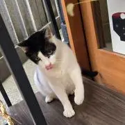 Niyaの画像