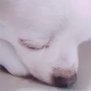 skrの画像