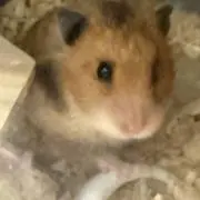 すいの画像