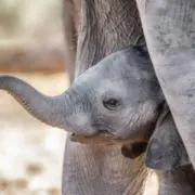 子ゾウの画像