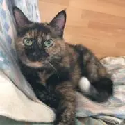ますたけ