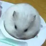 ハム