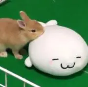 sorbetの画像