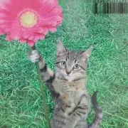 ましゅ★
