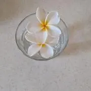 lilyの画像