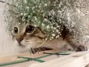 そらの画像