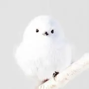 ひよこの画像