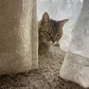 名無しのゴンベの画像
