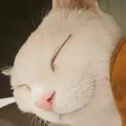 ひぃーの画像