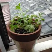 moin♪の画像