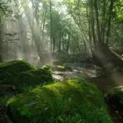 FOREST 6/26-7/11発送不可の画像