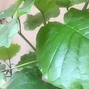 ちよちよ