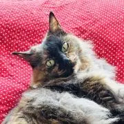 ジュリア