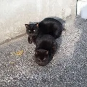 コウの画像