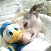 グティ♡