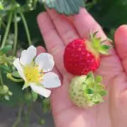 ましょまろの画像