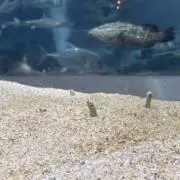 羽の画像
