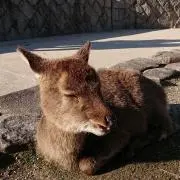 ホタル