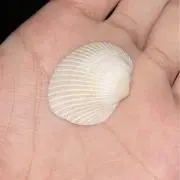 imoの画像