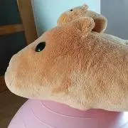 カピッ子(プロフィール確認お願いします)の画像
