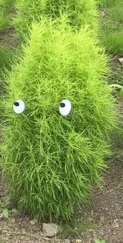 ちょみぃの画像