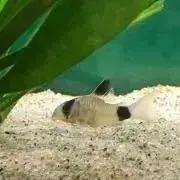 コリの画像