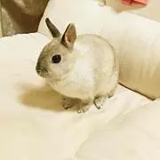 コでぶウサギ