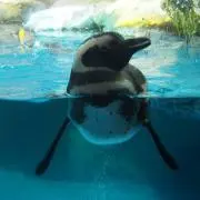 もでぃか