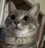 ルナ⭐︎の画像