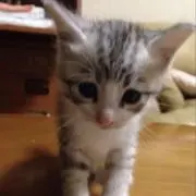 グレ子の画像