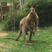 S.S