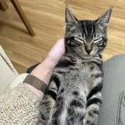 シモン