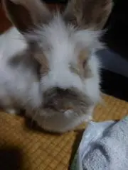 うーちゃんの画像