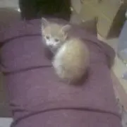 びちょうじょみっちゃそ！